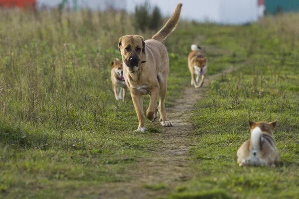 İspanyol Mastiff ve kanamayı yürüyüşe Inu — Stok fotoğraf