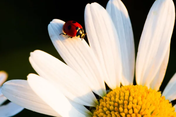 Escarabajo Mariquita y flor de manzanilla — Foto de Stock