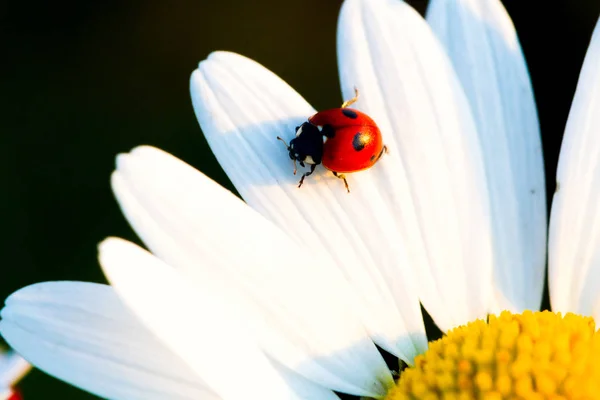 Beetle Ladybug and chamomile flower — Stock Photo, Image