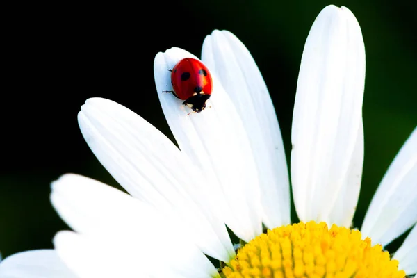 カブトムシてんとう虫とカモミールの花 — ストック写真