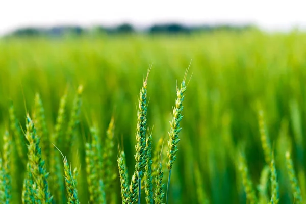 Gerstenspitzen vor dem Hintergrund der grünen Wiese — Stockfoto