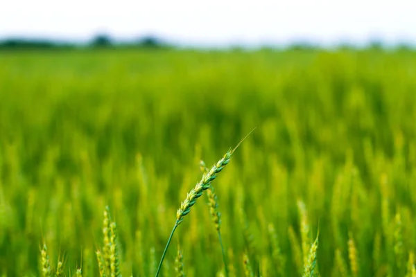 Gerstenspitzen vor dem Hintergrund der grünen Wiese — Stockfoto