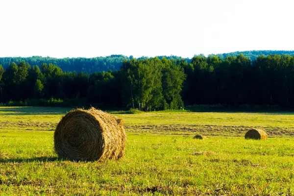 Paysage rural estival avec une pelouse tondue et des rouleaux de foin — Photo