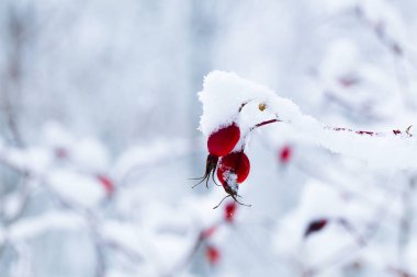 Yabani gül karla kaplı meyve dalları