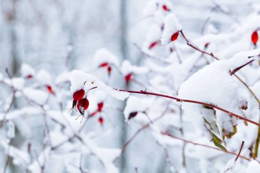 Yabani gül karla kaplı meyve dalları