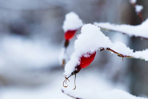 Ветви с плодами дикой розы, покрытые снегом — стоковое фото