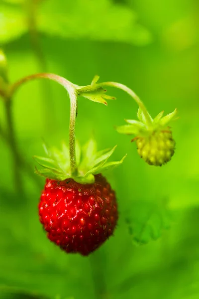 Клубничная ягода — стоковое фото
