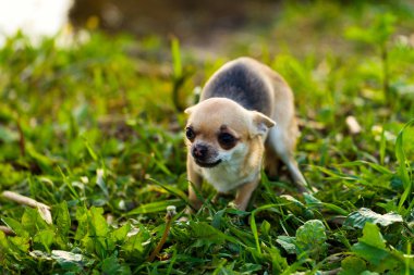 Küçük chihuahua köpek korkuyor 