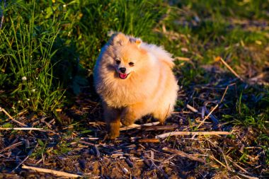 Pomeranya köpeği yürüyüşe