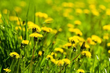 Güneşli bir yaz çiçekli karahindiba