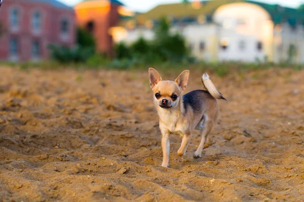 Chodí pes Chihuahua — Stock fotografie