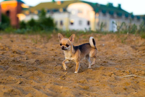 Chodí pes Chihuahua — Stock fotografie