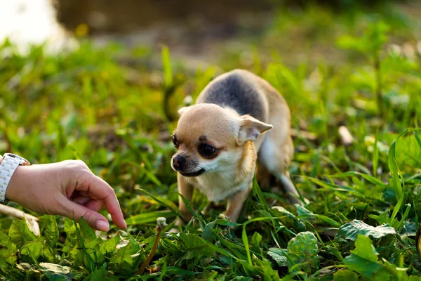 Little scared chihuahua dog — Stock Photo, Image