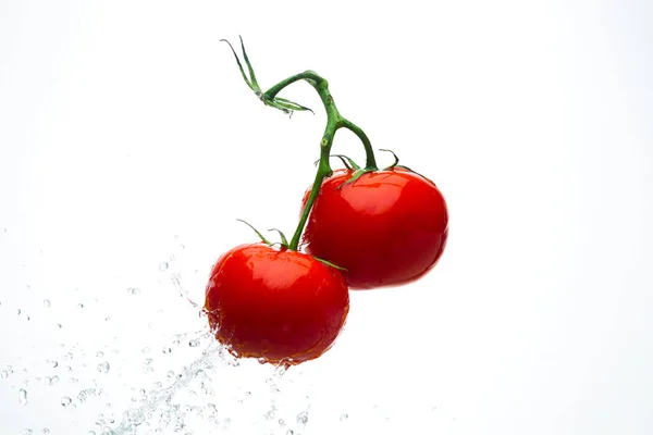 Red tomatoes on a branch with drops of water on a white backgrou — Stock Photo, Image