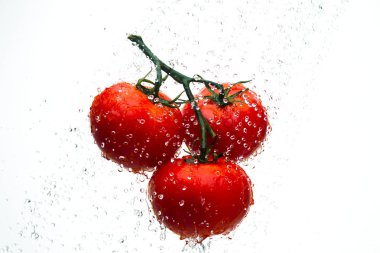 Domates yeşil dal akarsu su, beyaz arka plan, stüdyo ışık kırmızı