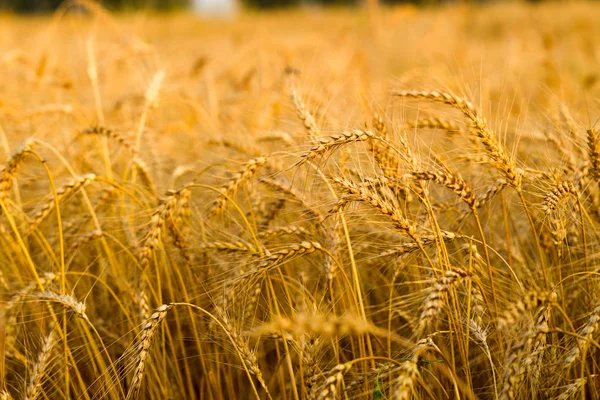 Bir yaz akşamında Çavdarlı ekmek alanı