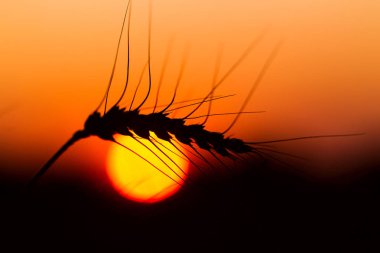 Bir yaz akşamında Çavdarlı ekmek alanı