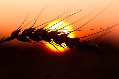 Bir yaz akşamı olgun çavdar tırmanıştır