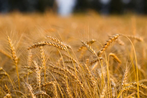 Roggenbrot Einem Sommerabend — Stockfoto