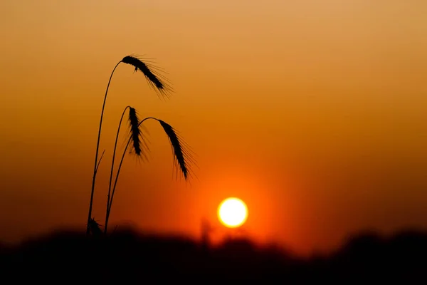 Campo Del Pan Del Centeno Tarde Veraniega — Foto de Stock