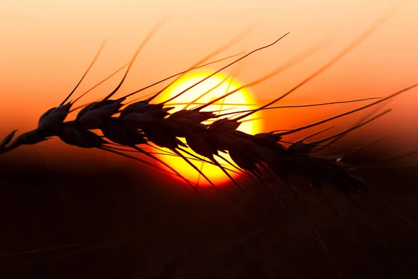 Spikes of ripe rye on a summer evening — Stock Photo, Image