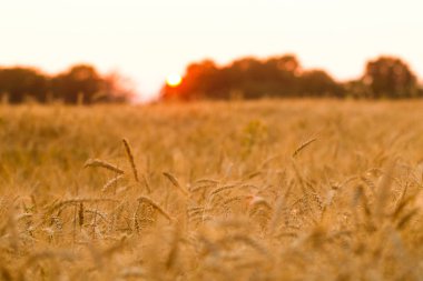 Bir yaz akşamında Çavdarlı ekmek alanı