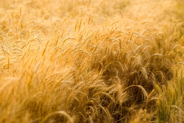 Bir yaz akşamı olgun çavdar tırmanıştır