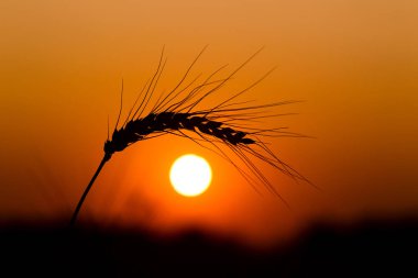 Bir yaz akşamı olgun çavdar tırmanıştır