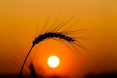 Bir yaz akşamı olgun çavdar tırmanıştır
