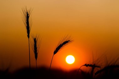 Bir yaz akşamı olgun çavdar tırmanıştır