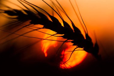 Bir yaz akşamı olgun çavdar tırmanıştır