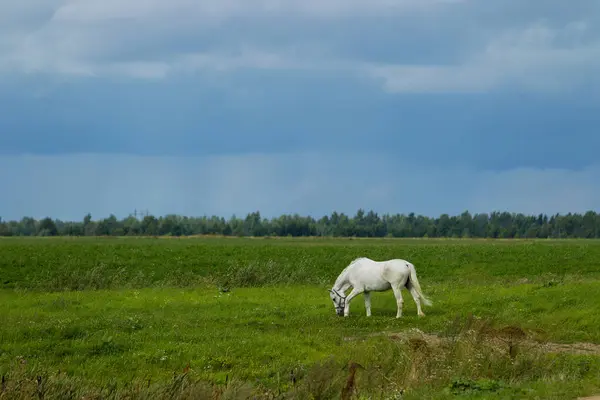 Krajobraz lato z białego konia na pastwisku — Zdjęcie stockowe