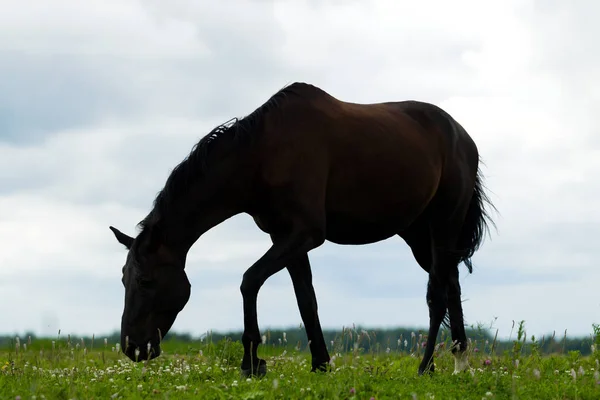 Zuchtpferd auf der Weide — Stockfoto