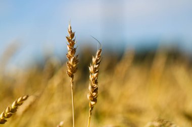 Güneşli bir yaz gününde Taze Buğday Kulakları