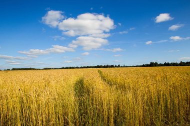Buğday alanı güneşli bir yaz