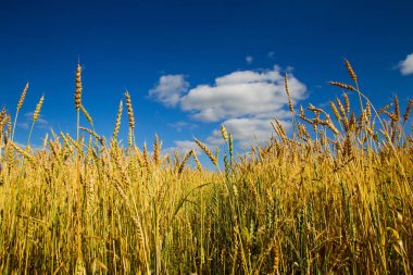Güneşli bir yaz gününde Taze Buğday Kulakları