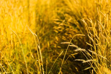 Güneşli bir yaz gününde Taze Buğday Kulakları