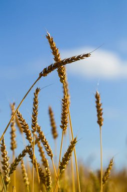 Buğday alanı güneşli bir yaz