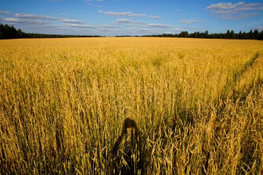 Buğday alanı güneşli bir yaz