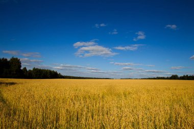 Buğday alanı güneşli bir yaz