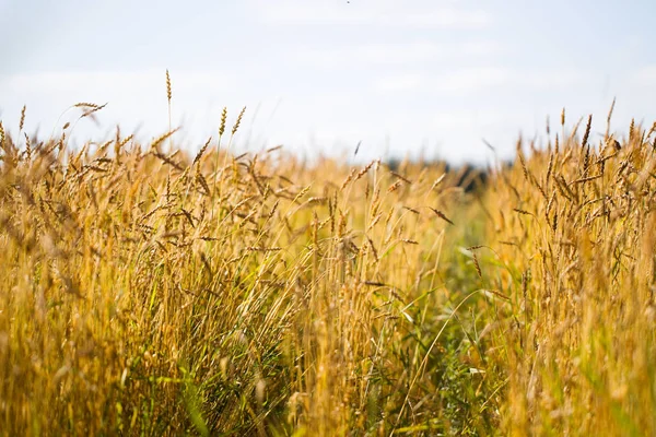 Güneşli bir yaz gününde Taze Buğday Kulakları