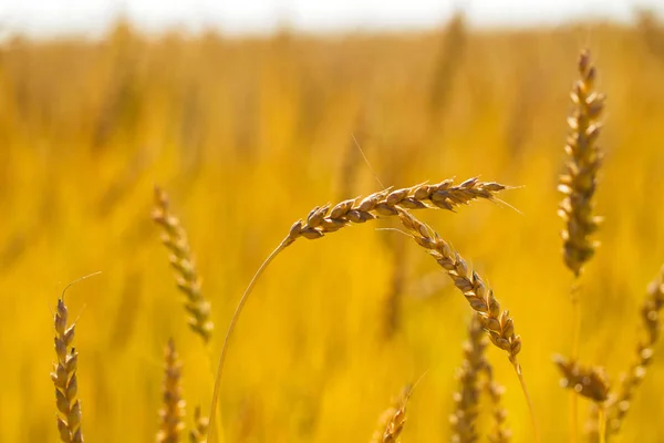 Pšeničné Uši Čerstvé Sklizně Letní Slunečný Den — Stock fotografie