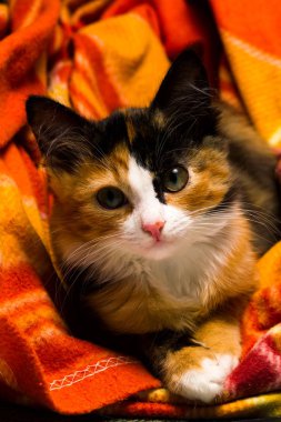 Küçük kedi üzerinde bir halı stüdyo ışık