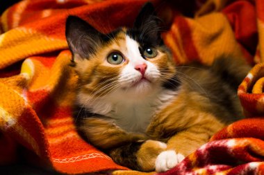 Küçük kedi üzerinde bir halı stüdyo ışık