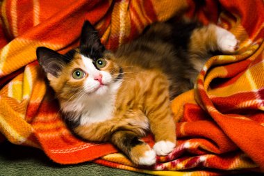 Küçük kedi üzerinde bir halı stüdyo ışık