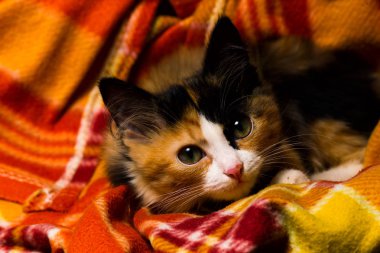 Küçük kedi üzerinde bir halı stüdyo ışık