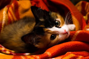 Küçük kedi üzerinde bir halı stüdyo ışık