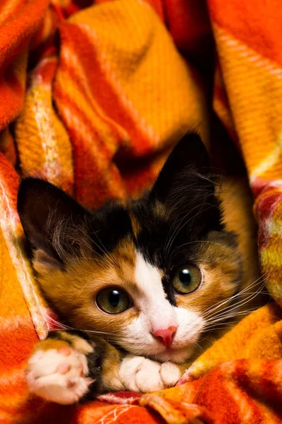 रग स्टुडिओ प्रकाश वर लहान मांजर — स्टॉक फोटो, इमेज