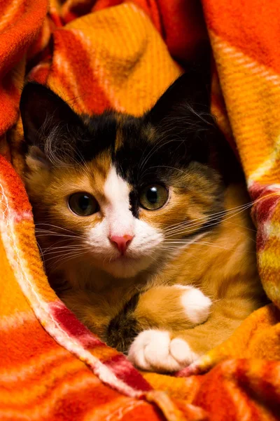 Küçük kedi üzerinde bir halı stüdyo ışık