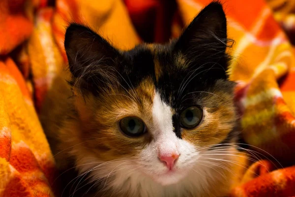 Piccolo gattino su un tappeto studio luce — Foto Stock